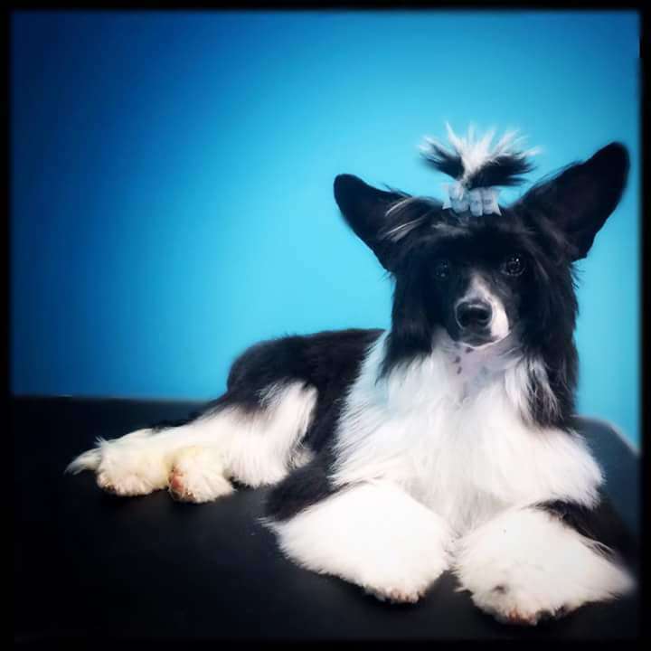 Just Crested's Whimsical Creation