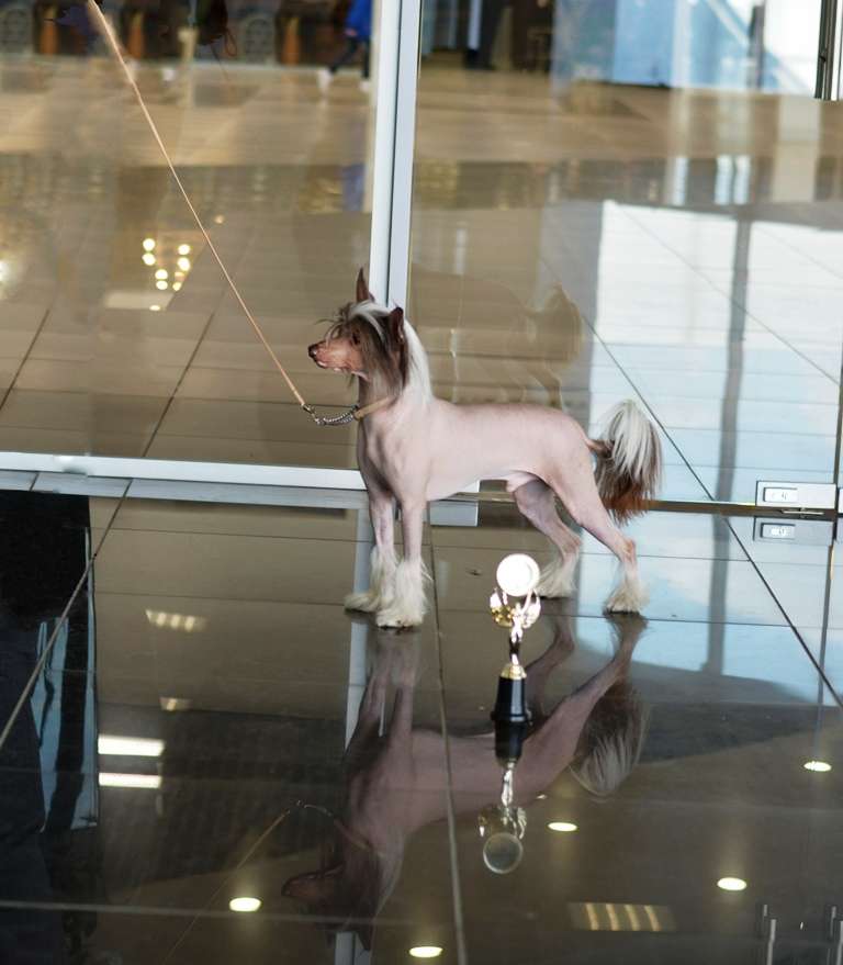 Hitline Ltd Indiana Jones