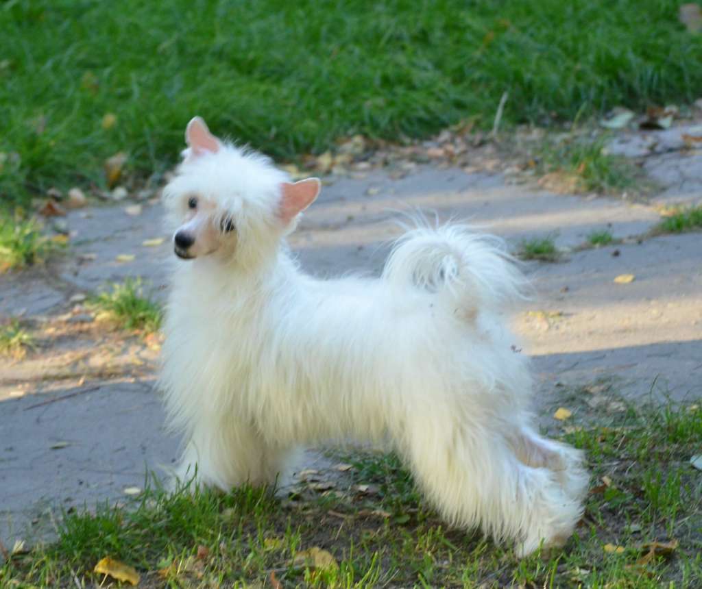 Magic of Success Zadora