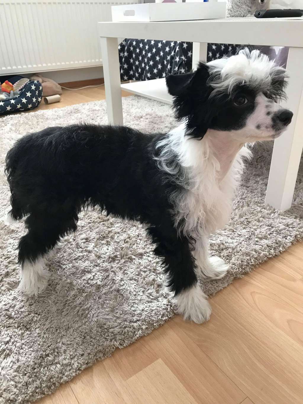 Stormblåstens Black Dahlia