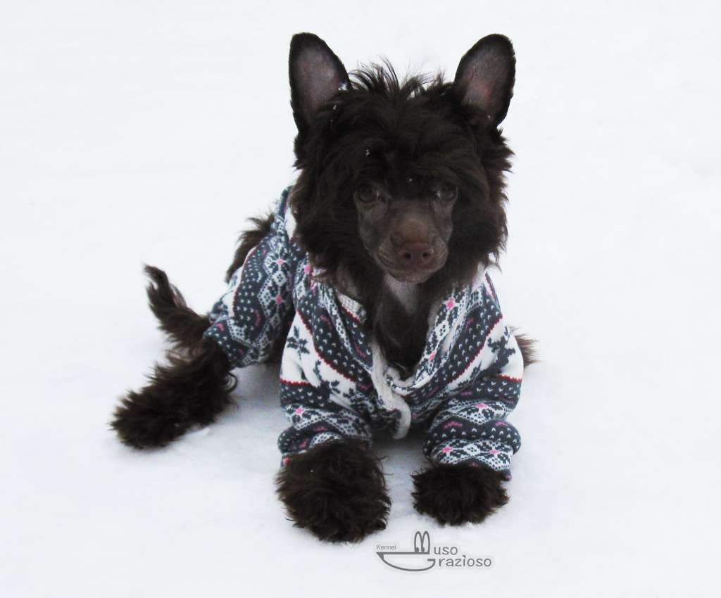 Muso Grazioso Born To Be Beautiful