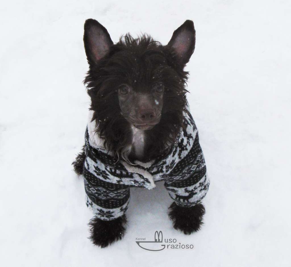 Muso Grazioso Belle Of The Ball