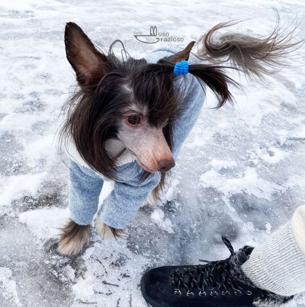 Muso Grazioso Bring Wins