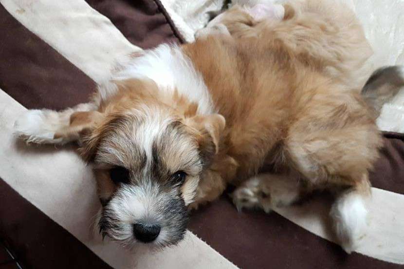 Little Rehma's Kasimir