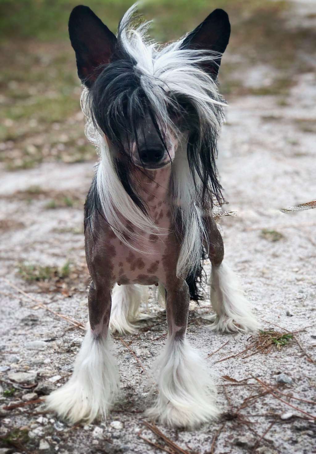 Cristall MyAngel I'm With Her DOM