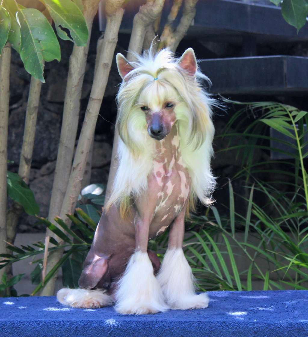 Derek I Have The Spark (Cantarell/De la Garza)