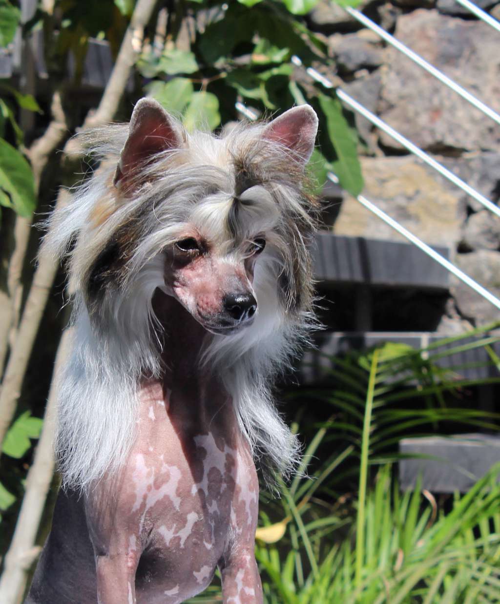 Draco I Will Charm You (Cantarell/De la Garza)