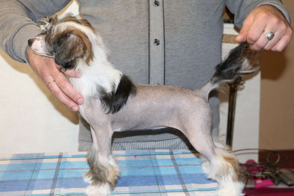 Semeinyi Talisman Daisy Bright Star