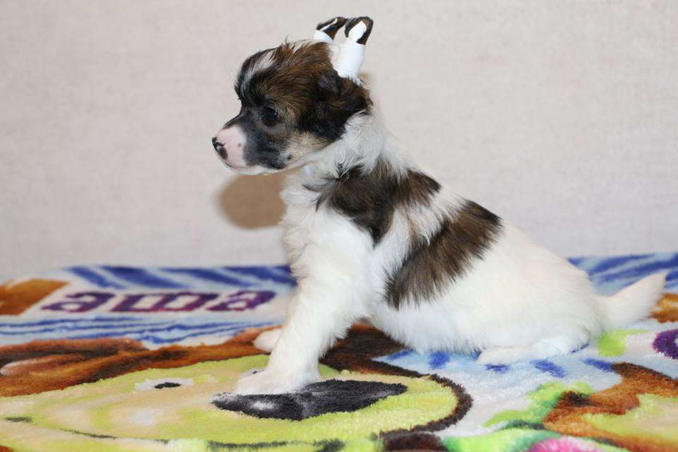 Semeinyi Talisman Dulcinea Freya