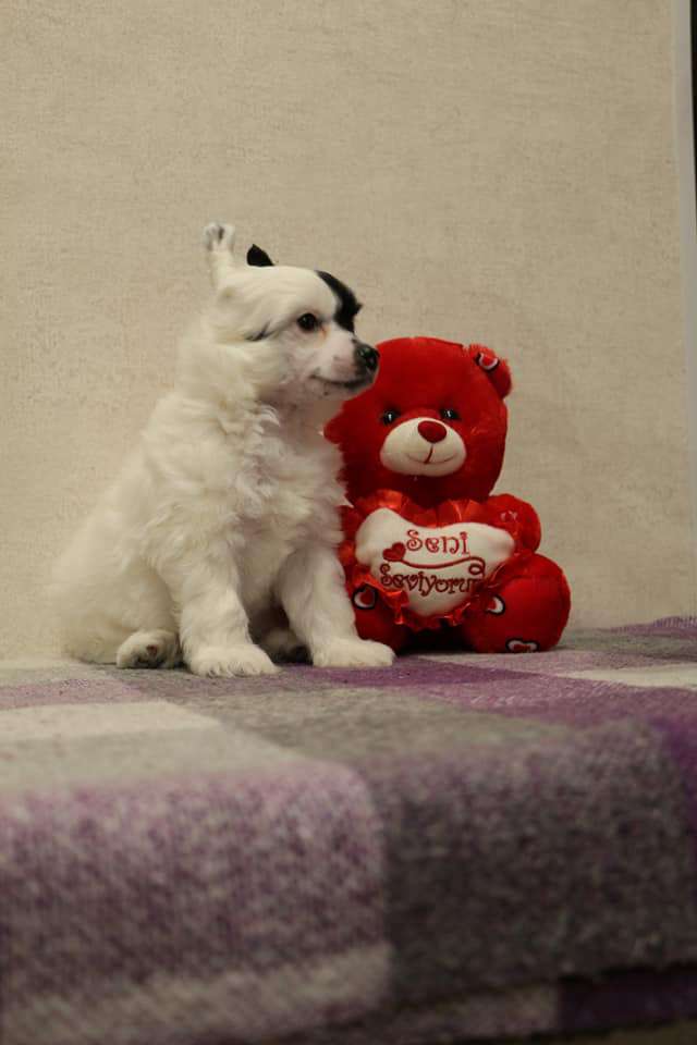 Semeiniy Talisman Den Grand Cavalier