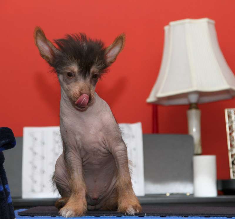 Waggingtail Curious and Fascinating King of my hea