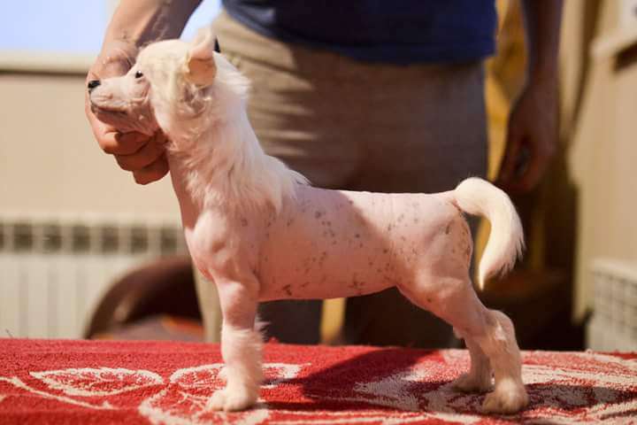 Fiery Fame Pretty One