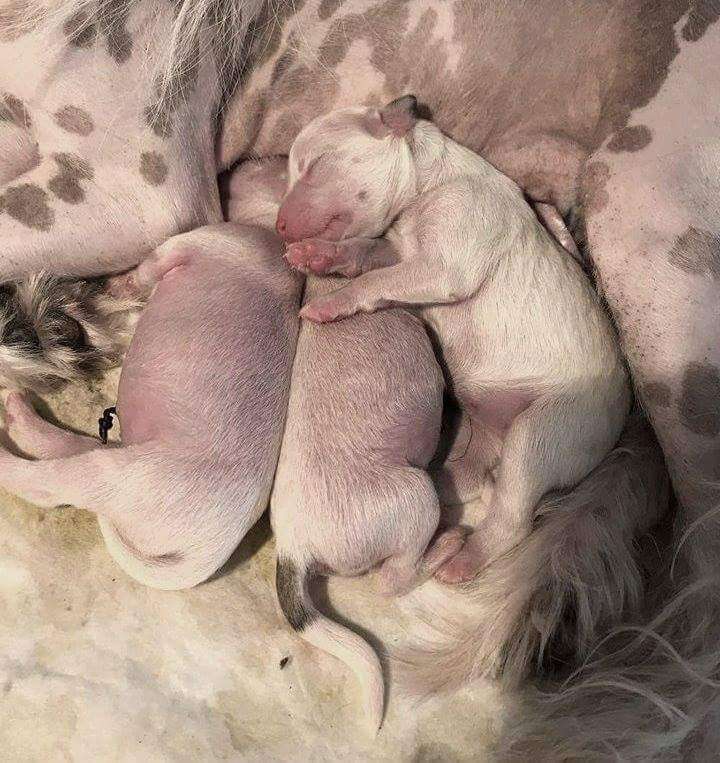 Fiery Fame Panna Cotta