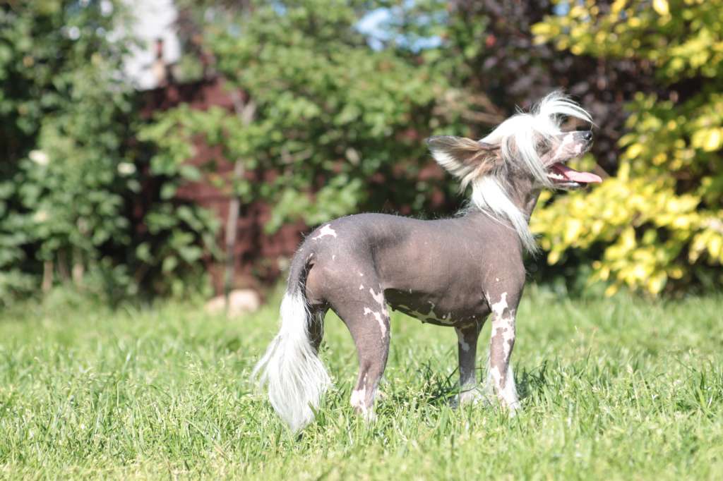 Grand Romantiq Din-Din