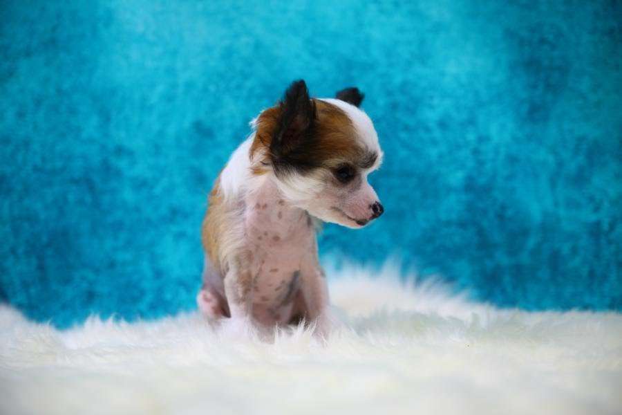 Esprit Line Pearl von Natelberg