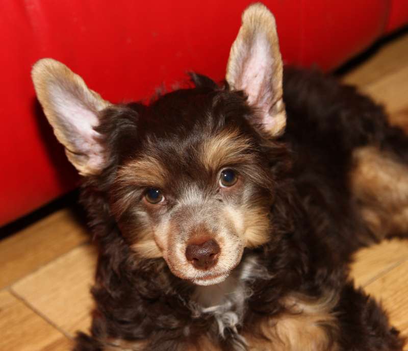 Waggingtail Cant Stop Loving You