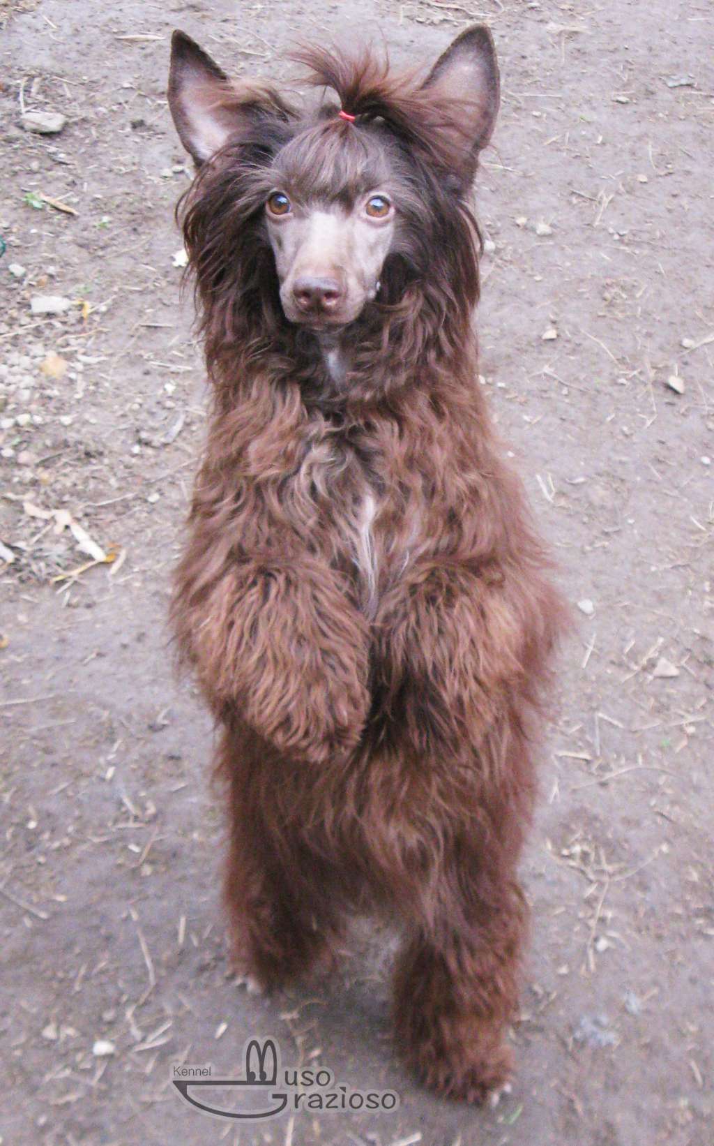 Muso Grazioso Cherry In Chocolate