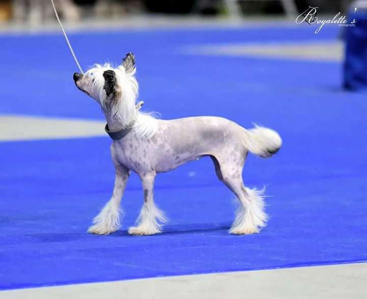 Magic'n Mystic Twinkle Twinkle Little Star