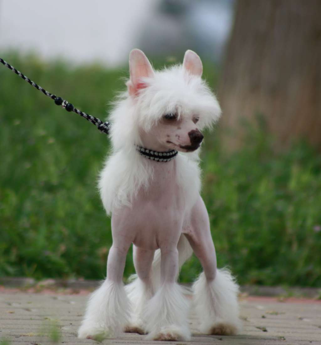 Sweet Taste De Sothis