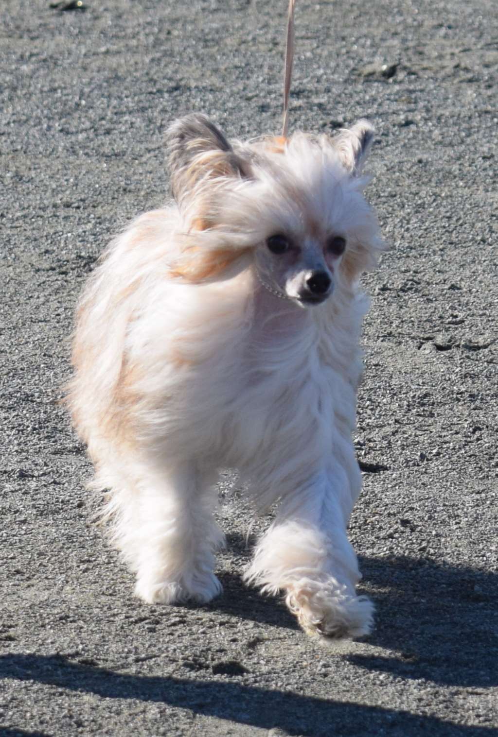 Artic Flyer's Thank God I Got Fur