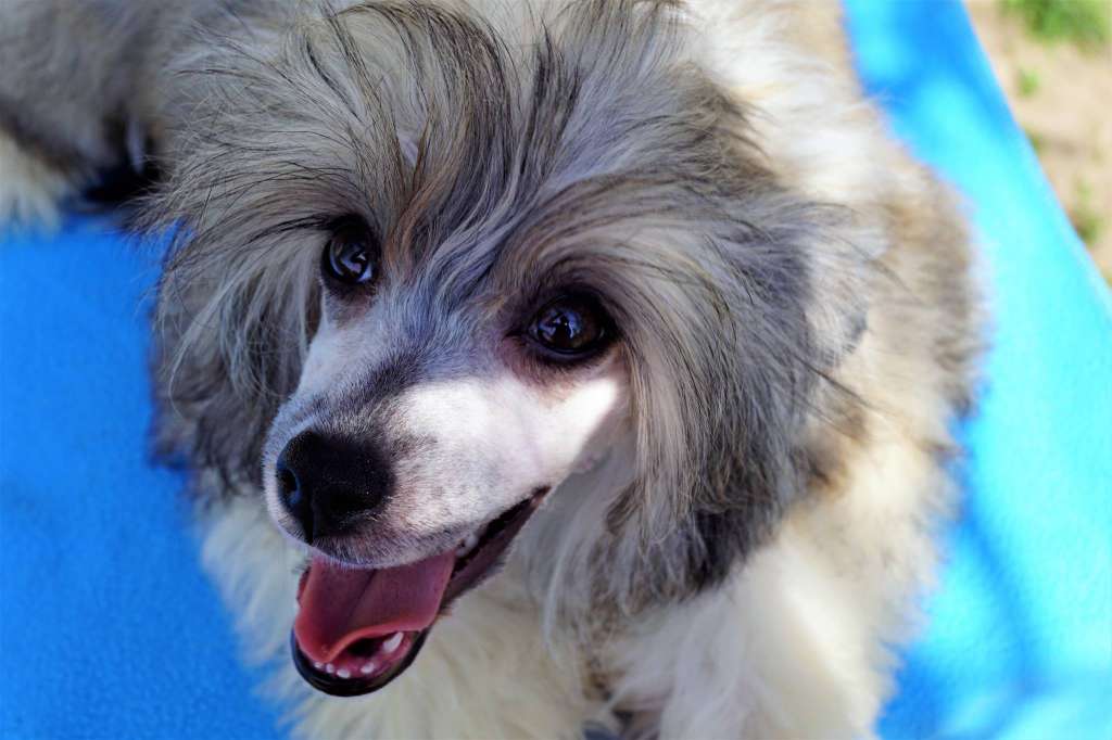 In My Dreams Heybett