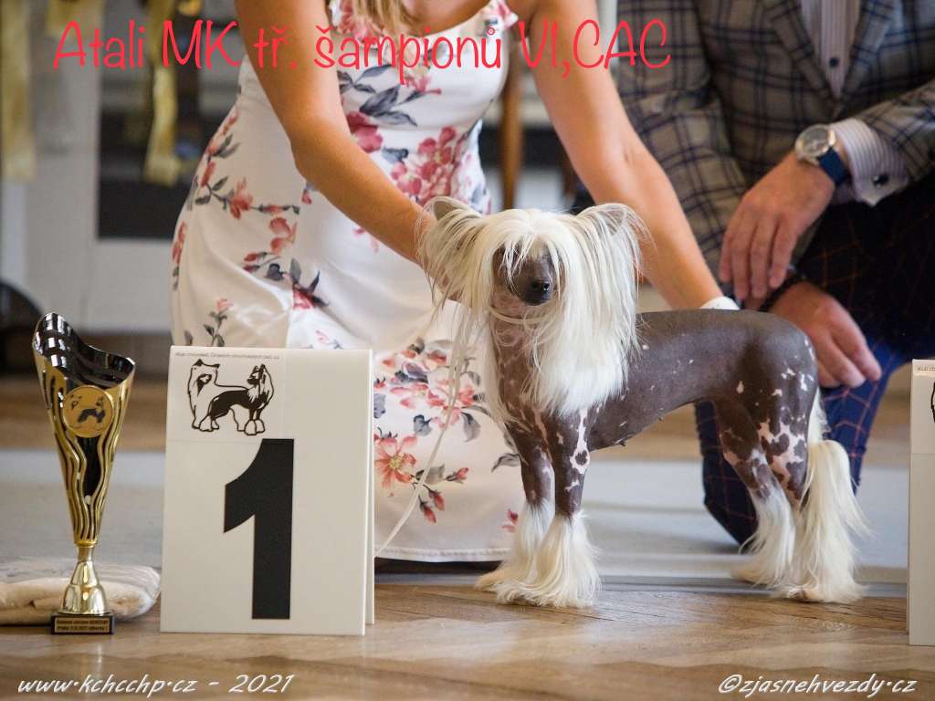 ICH Atali Modry kvet