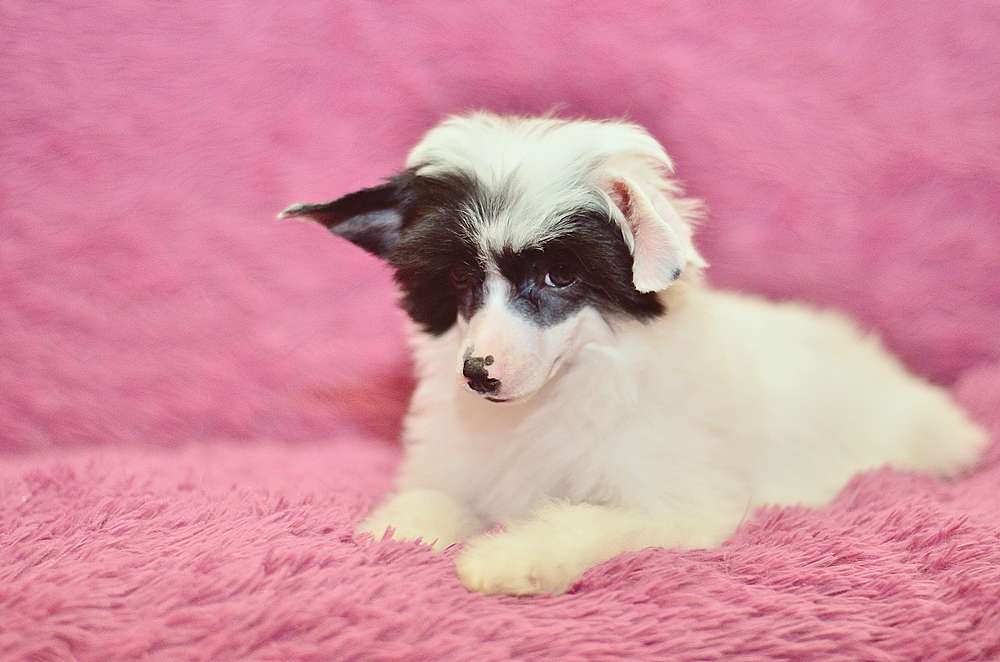 Elance Louange Filici