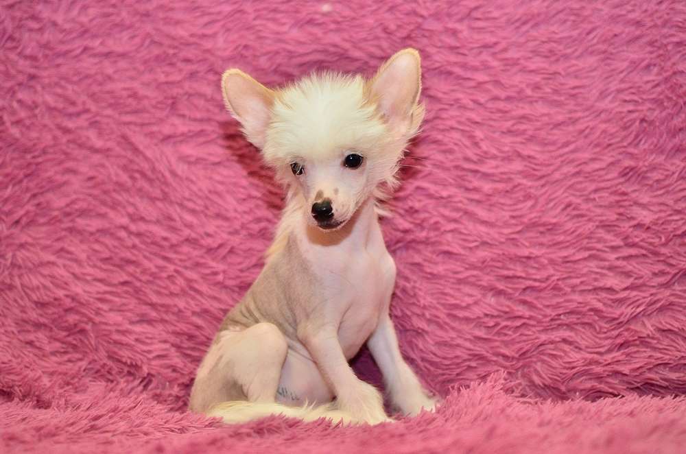 Elance Louange Francesca