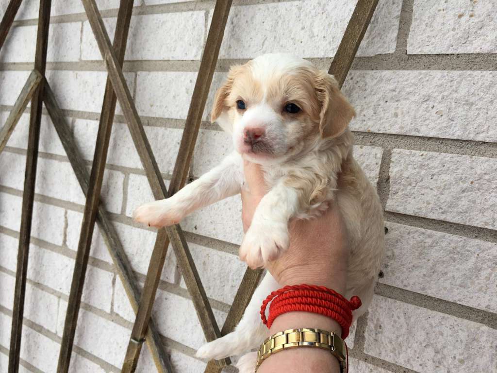 Tournais Keep Your Shorts On