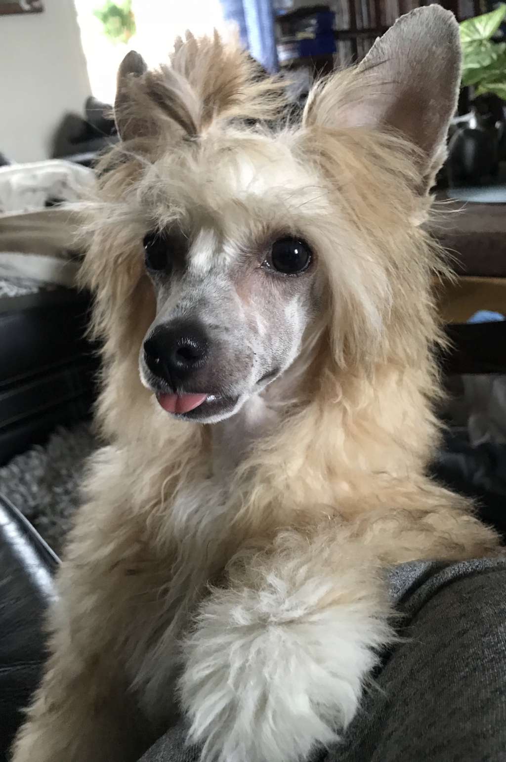 Tournais Whats Under Your Kilt