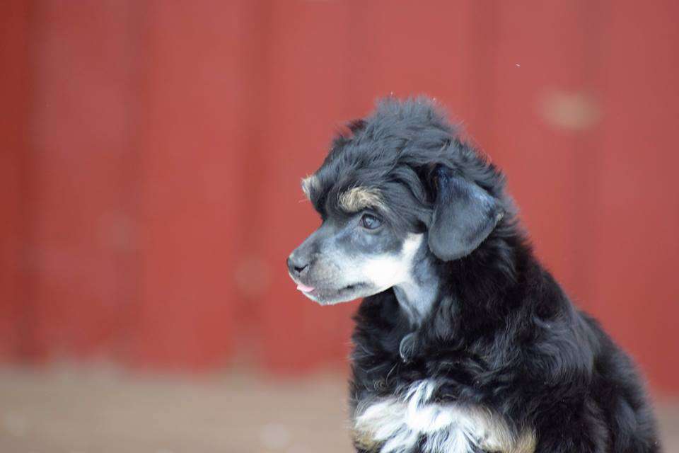 Kalimera's Jesus Christ Superstar