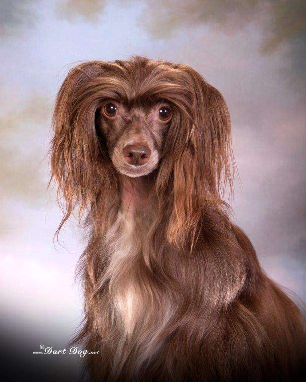 Hairicane Swiss Miss