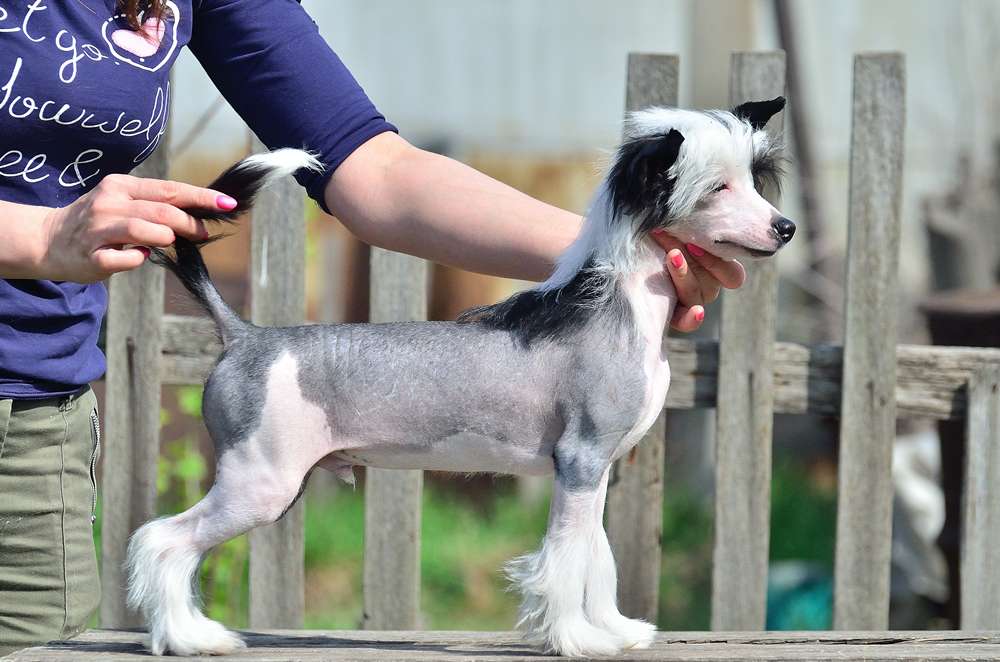 Elance Louange Format of Dream