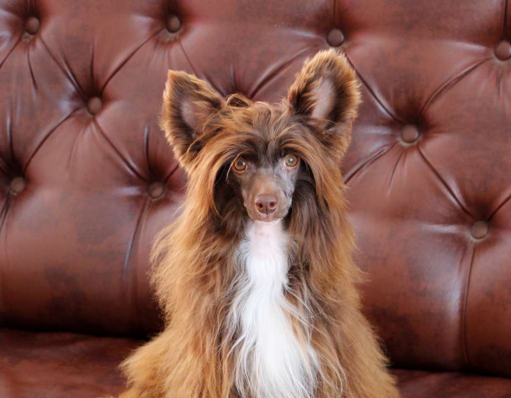 Nabat  Ovatii Iz Clana Timurlana