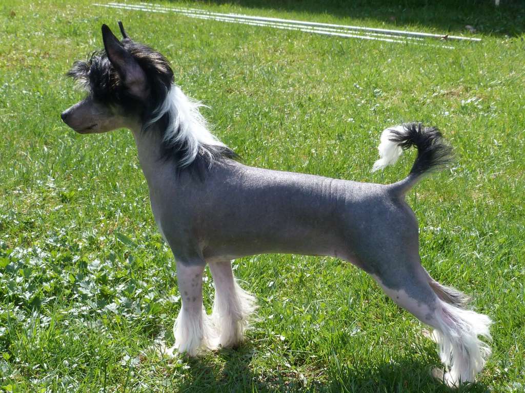 Laylah z Pulnocního dvora