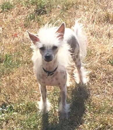 Kaunotar Pink Bikini