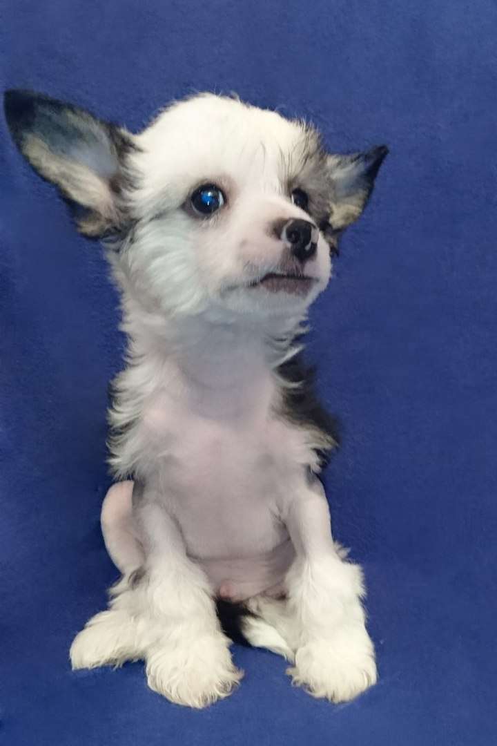 Fain Gold Madjat Flay