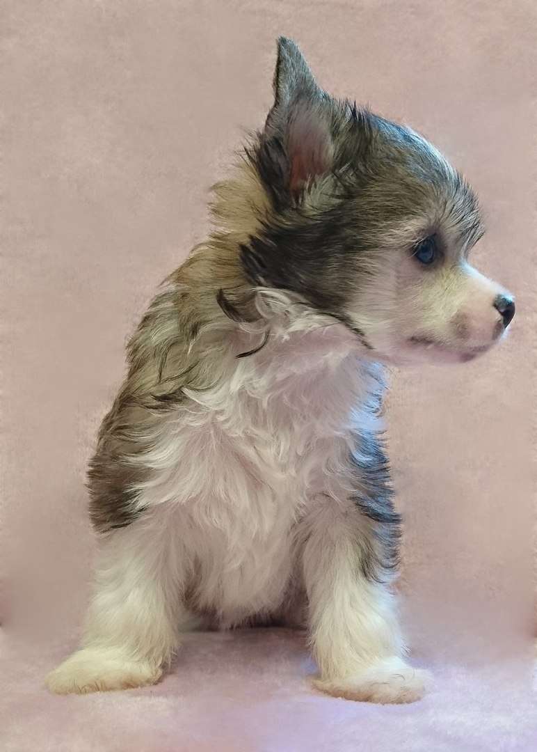 Fain Gold Midnayt Blu