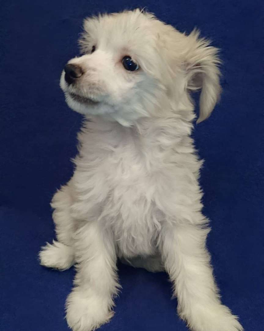 Fain Gold Mons Byuti