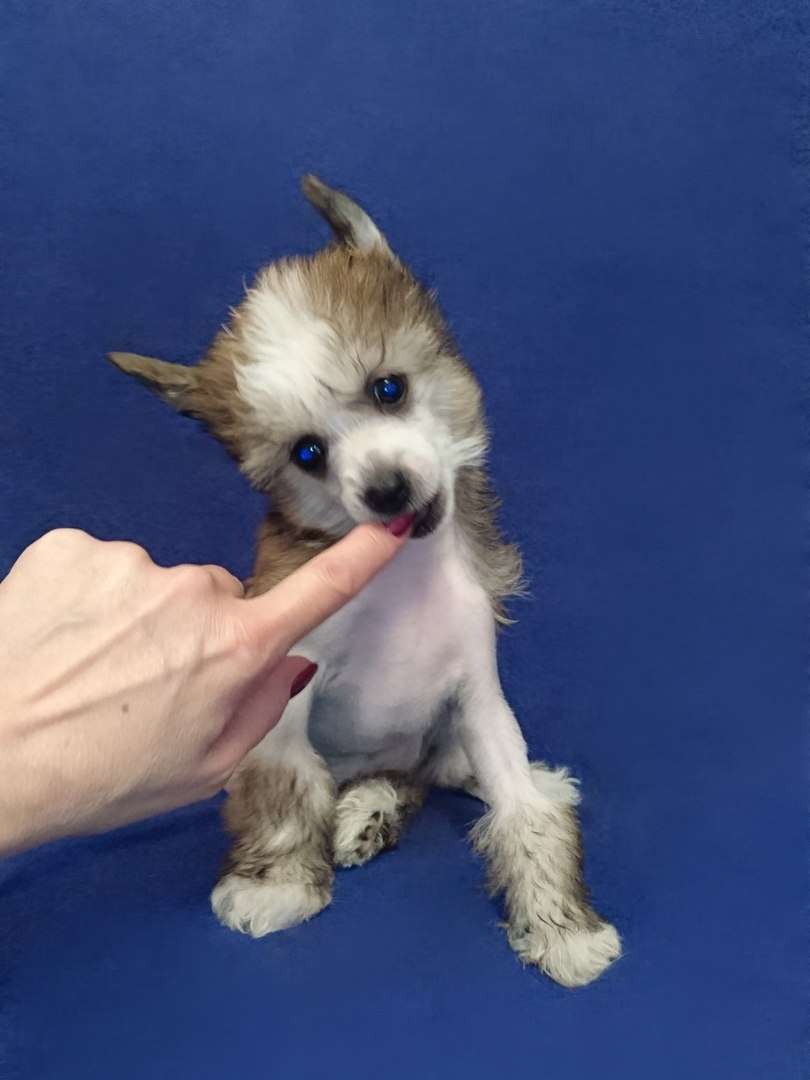 Fain Gold Maydjik Lait