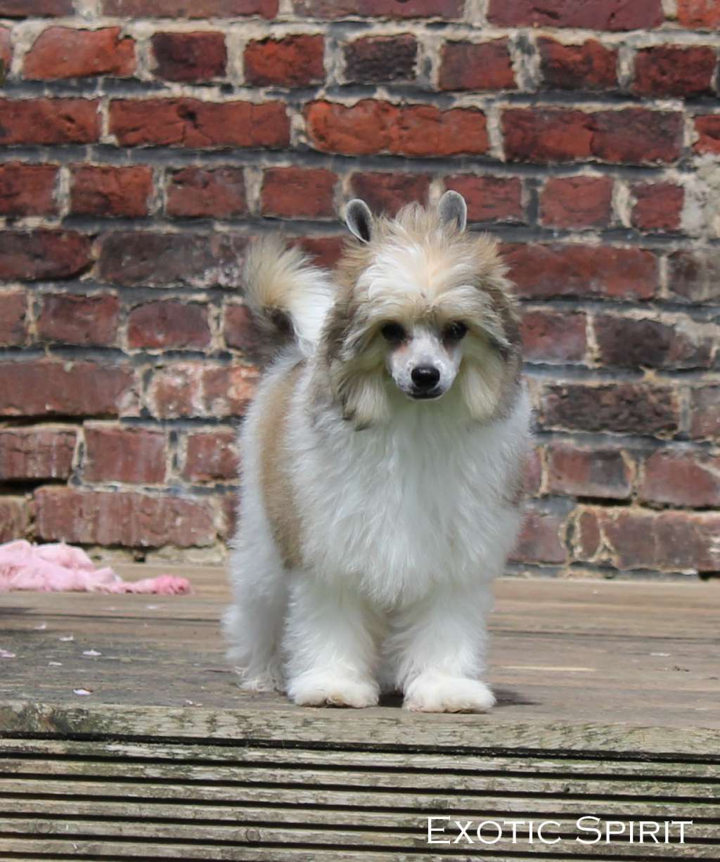 Exotic Spirit Outsider Pumpston