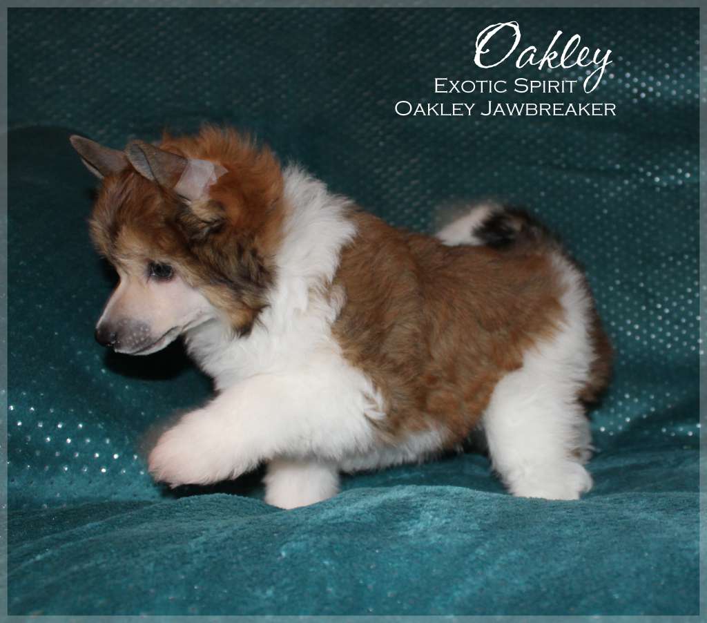 Exotic Spirit Oakley Jawbreaker