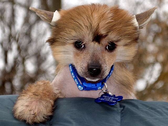 Ksolo Club Akita Moon