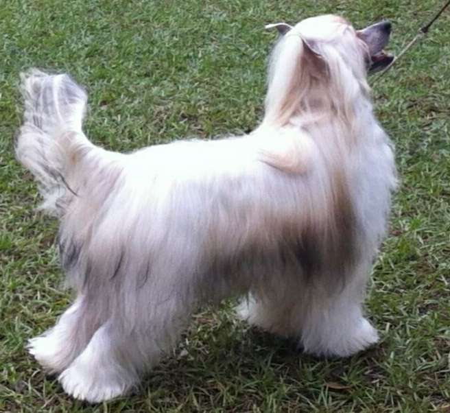 Ji Jo's Mystic Problem Child