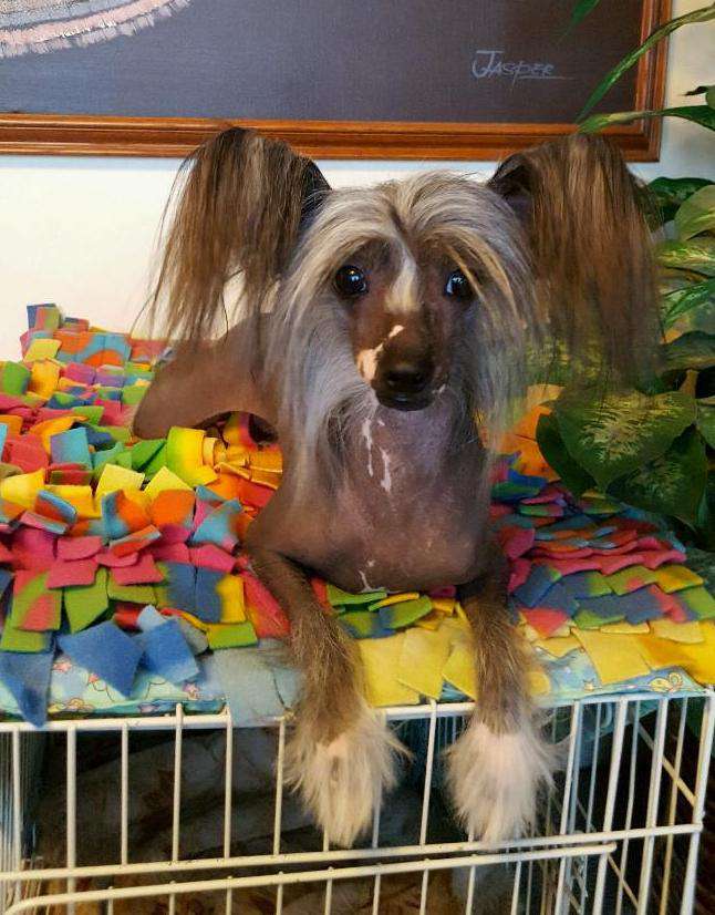 Crestline Holliwould Neva