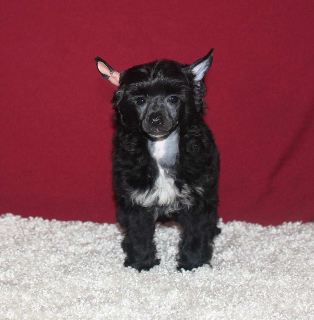 Charuyuschiy Soblazn Shigeru