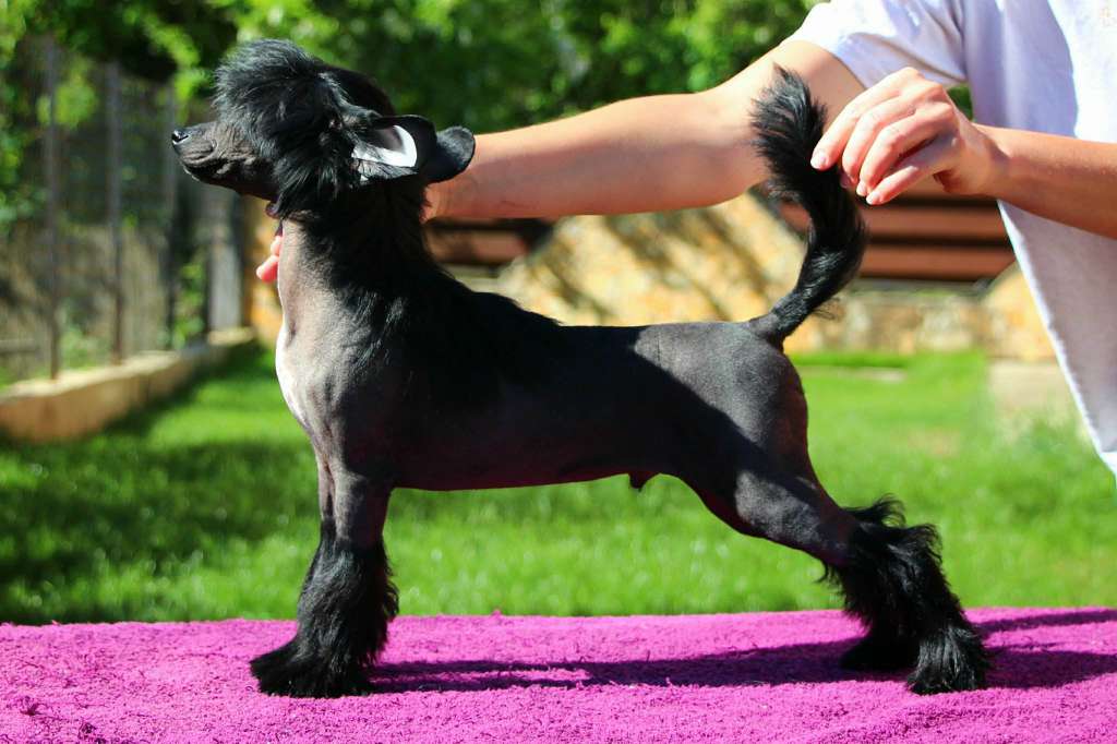 Licky Lips  Illusion