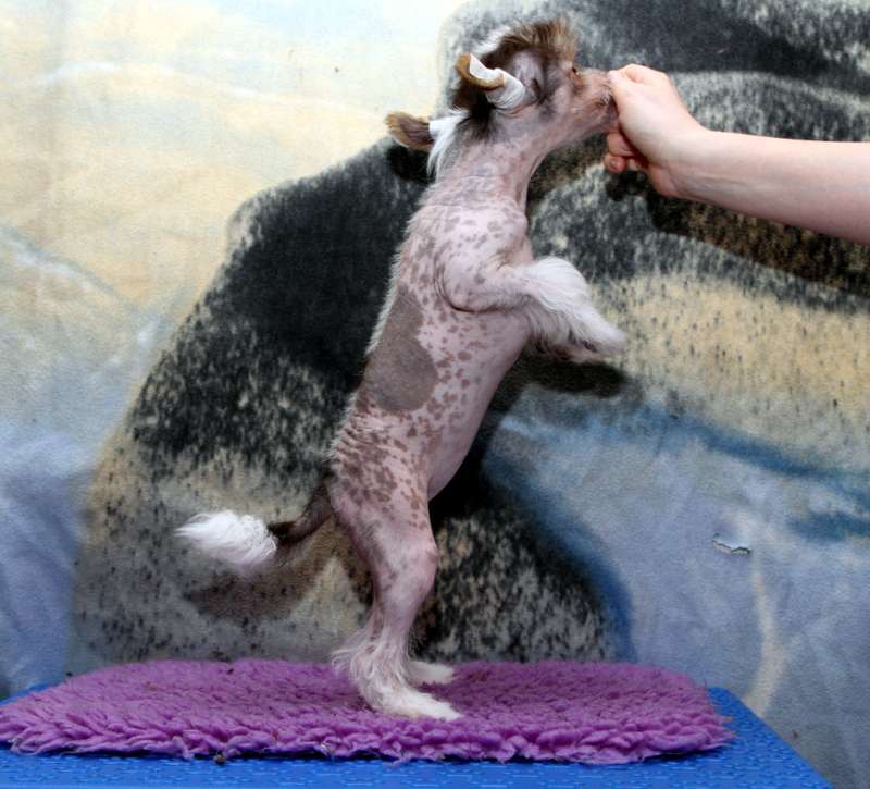 Waggingtail Cinderella A Twist in Time