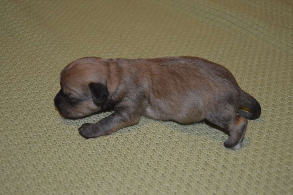 Pinky Twinky Wicked Game