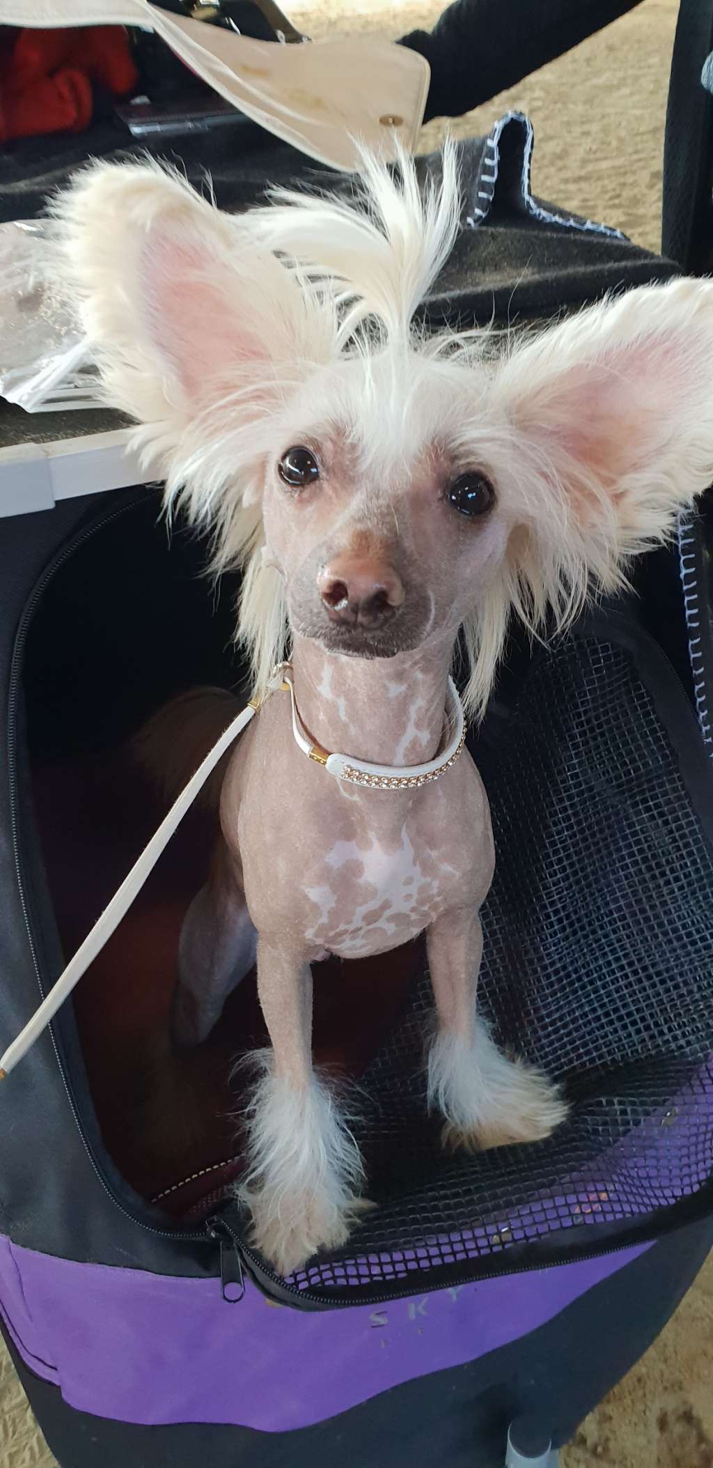 Pinky Twinky Wololoo